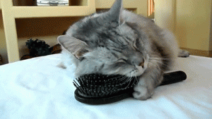 Cat-Combing-Itself