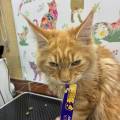 Introducing Our Kitten Grooming Packages